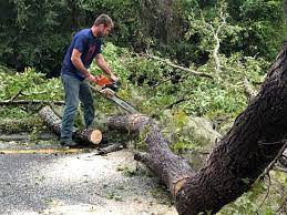 Why Choose Our Tree Removal Services in Falls City, NE?