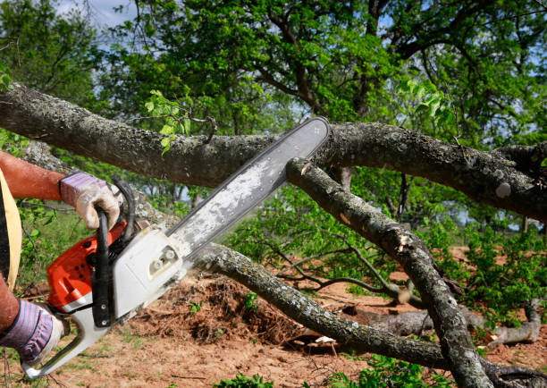 Reliable Falls City, NE  Tree Services Solutions